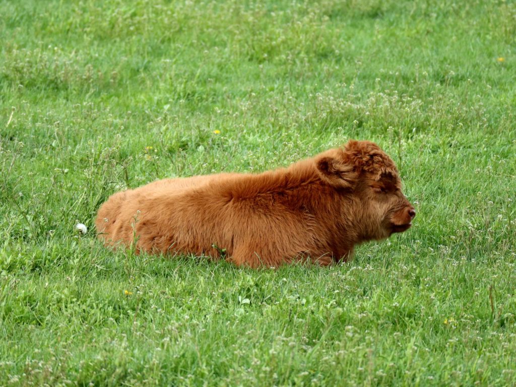 Wir danken unseren Kundinnen und Kunden für 25 Jahre Treue und freuen uns, dass wir unseren Hof in junge Hände übergeben dürfen. Daniela und Martin Güdel werden den Betrieb künftig weiterführen.